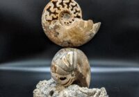 Ammonite sculpture agatized coral