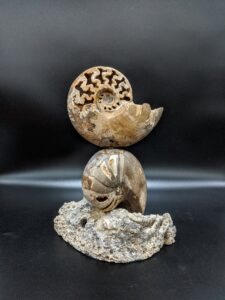 Ammonite sculpture agatized coral