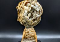 Agatized Coral with Palm Root sculpture