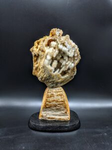 Agatized Coral with Palm Root sculpture