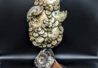 Ammonite Fossil Sculpture