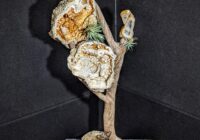 Agatized Coral and Drift wood