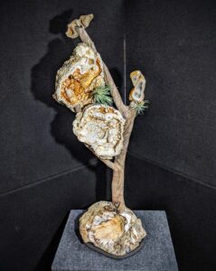 Agatized Coral and Drift wood