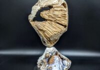 Agatized Coral sculpture